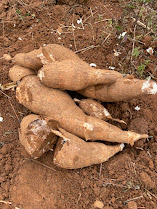 Fresh Cassava